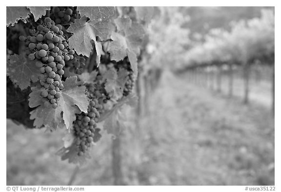 Grapes in vineyard, Gilroy. California, USA