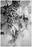 Grapes, Gilroy. California, USA (black and white)