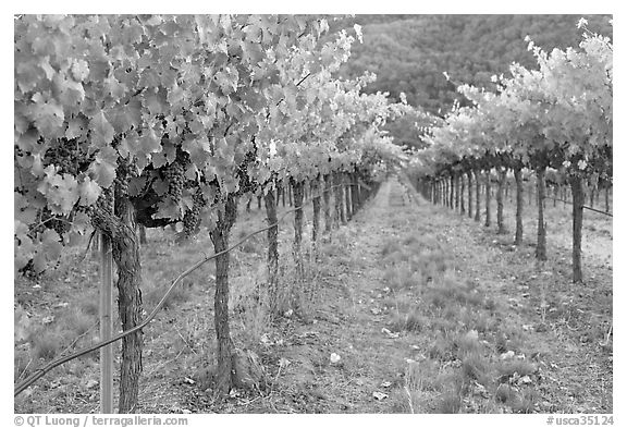 Vineyard, Gilroy. California, USA