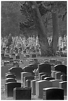 Dense headstones in cemetery, Colma. California, USA ( black and white)