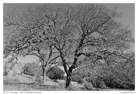 Bare oak trees in spring, Sunol Regional Park. California, USA (black and white)