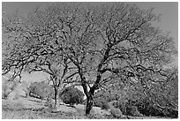 Bare oak trees in spring, Sunol Regional Park. California, USA (black and white)