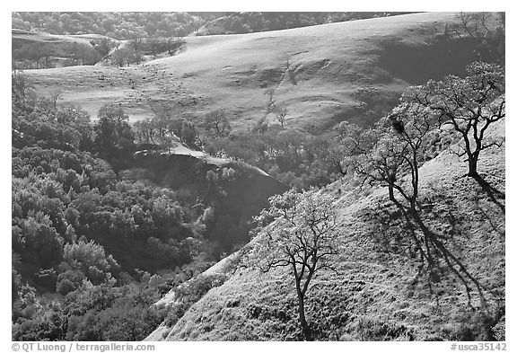 Bare oak  trees on hillside in early spring, Sunol Regional Park. California, USA (black and white)