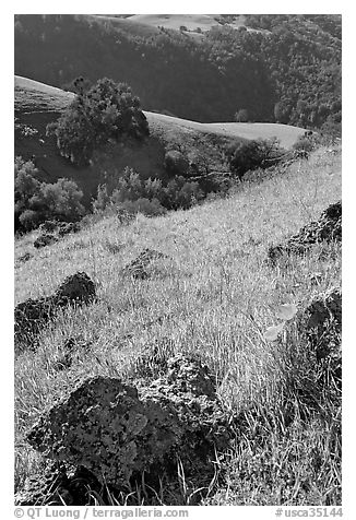 Rocks, poppies, and hillsides, Sunol Regional Park. California, USA (black and white)