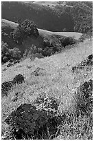 Rocks, poppies, and hillsides, Sunol Regional Park. California, USA (black and white)