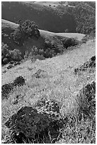 Rocks, poppies, and hillsides, Sunol Regional Park. California, USA (black and white)