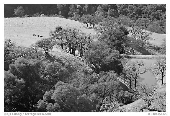 Pastoral scene with cows, trees, and pond, Sunol Regional Park. California, USA (black and white)