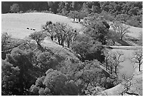 Pastoral scene with cows, trees, and pond, Sunol Regional Park. California, USA (black and white)