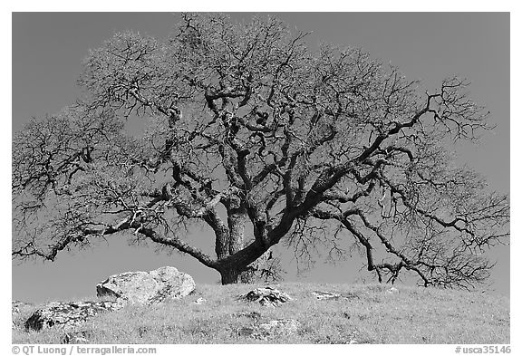 Bare oak tree and rocks on hilltop, Sunol Regional Park. California, USA (black and white)