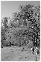 Group of hikers on faint trail, Sunol Regional Park. California, USA (black and white)