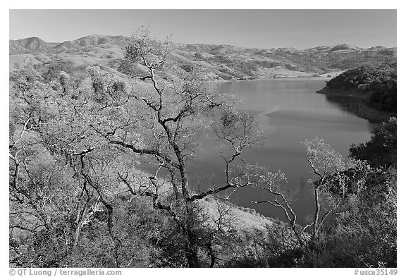 Oak Trees and Calaveras Reservoir. California, USA