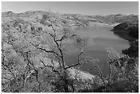 Oak Trees and Calaveras Reservoir. California, USA (black and white)