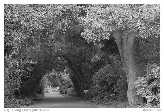 Tunnel of trees on residential street. Menlo Park,  California, USA (black and white)