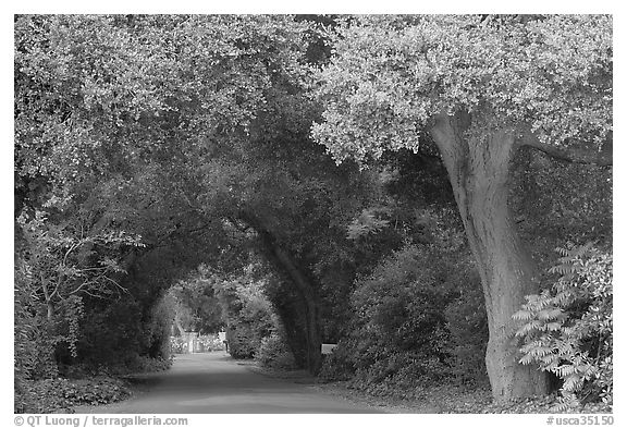 Tunnel of trees on residential street. Menlo Park,  California, USA