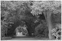 Tunnel of trees on residential street. Menlo Park,  California, USA (black and white)
