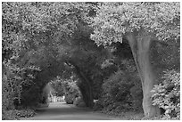 Tunnel of trees on residential street. Menlo Park,  California, USA (black and white)