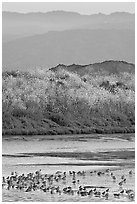 Birds on tidal flats and hills, Palo Alto Baylands. Palo Alto,  California, USA (black and white)