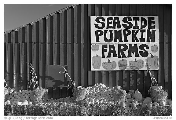 Seaside pumpkins farms sign on red barn. California, USA (black and white)