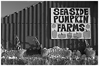 Seaside pumpkins farms sign on red barn. California, USA (black and white)