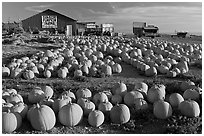 Rows of pumpkins on farm, late afternoon. California, USA (black and white)
