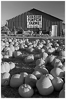 Pumpkins and red barn. California, USA (black and white)