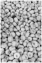 Pletora of small pumpkins. California, USA (black and white)