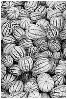 Small squashes. California, USA ( black and white)