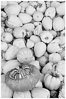 Small squashes and pumpkins. California, USA (black and white)