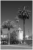 Palm trees and mission, Santa Clara University. Santa Clara,  California, USA (black and white)