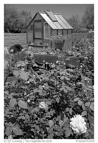 Flowers and small greenhouse, Sunset Gardens. Menlo Park,  California, USA (black and white)