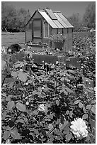 Flowers and small greenhouse, Sunset Gardens. Menlo Park,  California, USA ( black and white)