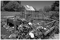 Roses and small shed, Sunset Gardens. Menlo Park,  California, USA (black and white)