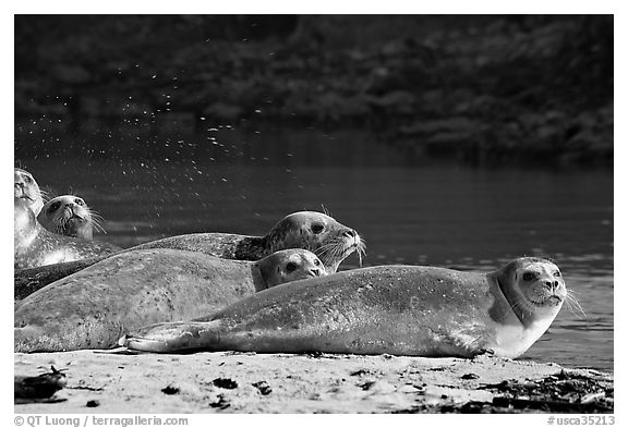 Seals and stream, Pescadero Creek State Beach. San Mateo County, California, USA (black and white)