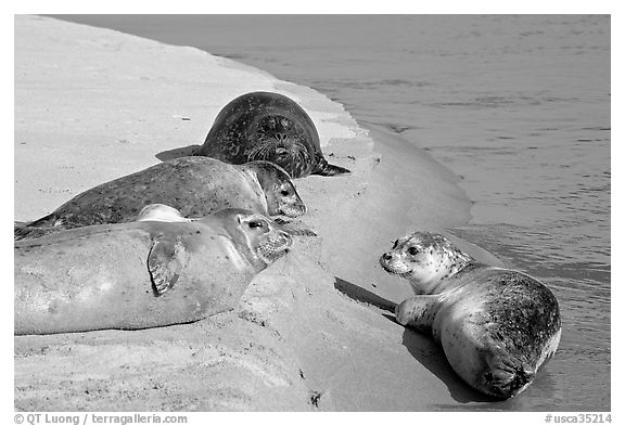 Two seals, Pescadero Creek State Beach. San Mateo County, California, USA (black and white)