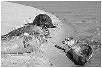 Two seals, Pescadero Creek State Beach. San Mateo County, California, USA ( black and white)