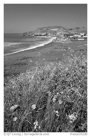 Wildflowers and and Rockaway beach, Pacifica. San Mateo County, California, USA (black and white)