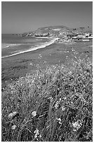 Wildflowers and and Rockaway beach, Pacifica. San Mateo County, California, USA (black and white)
