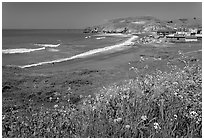 Rockaway Beach and wildflowers, Pacifica. San Mateo County, California, USA (black and white)