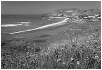 Rockaway Beach and wildflowers, Pacifica. San Mateo County, California, USA (black and white)