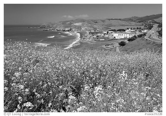 Yellow mustard flowers, beach and highway, Pacifica. San Mateo County, California, USA (black and white)