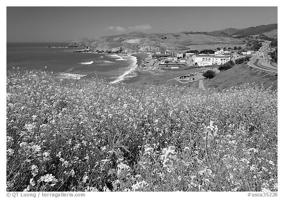 Yellow mustard flowers, beach and highway, Pacifica. San Mateo County, California, USA