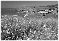 Yellow mustard flowers, beach and highway, Pacifica. San Mateo County, California, USA (black and white)