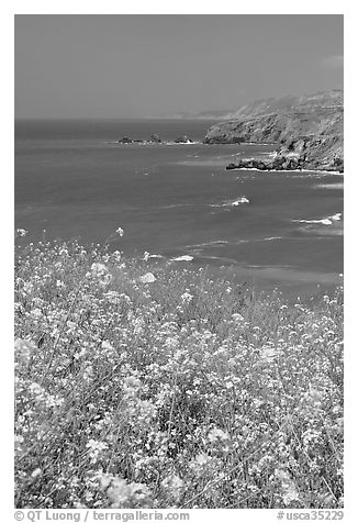 Yellow mustard flowers, coastline with cliffs, Pacifica. San Mateo County, California, USA