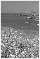 Yellow mustard flowers, coastline with cliffs, Pacifica. San Mateo County, California, USA ( black and white)