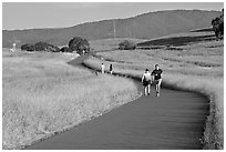 People jogging on trail in the foothills. Stanford University, California, USA (black and white)