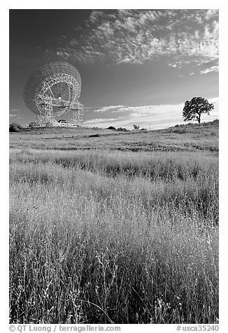 150 ft Antenna and tree, Stanford academic preserve. Stanford University, California, USA (black and white)