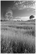 150 ft Antenna and tree, Stanford academic preserve. Stanford University, California, USA ( black and white)