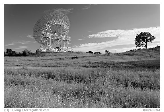 150 ft parabolic antenna known as the Dish, and tree. Stanford University, California, USA (black and white)