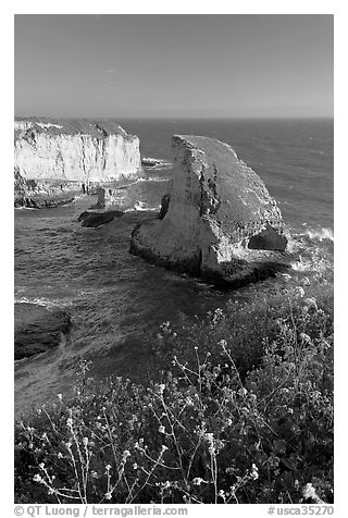 Flowers and rock island near Davenport. California, USA