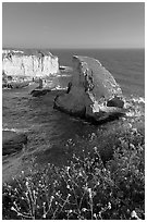 Flowers and rock island near Davenport. California, USA ( black and white)